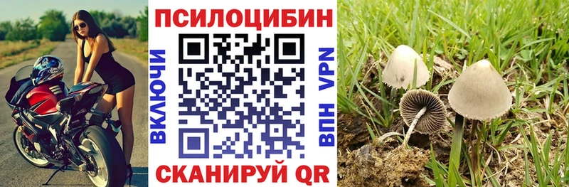 Купить  Новая Ладога  Галлюциногенные грибы Psilocybe 